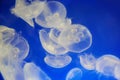 Free Stock Photo 7395 Glowing Moon jellyfish, Aurelia aurita ...