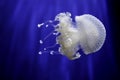 White jellyfish blue background Royalty Free Stock Photo