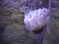 Jellyfish with blue dots pulsing underwater