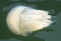 White jellyfish close up in sea water