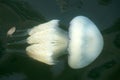 White jellyfish close up in sea water