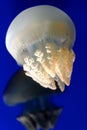 White jellyfish Royalty Free Stock Photo