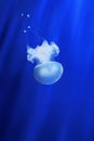 White jellyfish. Genoa aquarium, Italy. Royalty Free Stock Photo