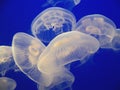 White jellyfish group Royalty Free Stock Photo