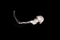 White jellyfish isolated on black background - jellyfish Royalty Free Stock Photo