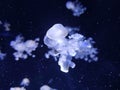 White jellyfish natural background, marine photography, sea nature Royalty Free Stock Photo