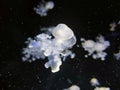 White jellyfish natural background, marine photography, sea nature Royalty Free Stock Photo
