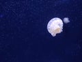 White jellyfish natural background, marine photography, sea nature Royalty Free Stock Photo