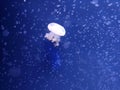 White jellyfish natural background, marine photography, sea nature Royalty Free Stock Photo