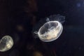 White jellyfish phyllorhiza punctata swimming - wild life animal