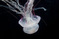 White jellyfish with red stripes Royalty Free Stock Photo