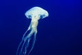 White jellyfish