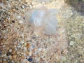 White jellyfish swim near the sea shore. The seashell coast of the sea