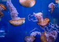 Beautiful white jellyfish swims in the aquarium. sea world in a large aquarium Royalty Free Stock Photo