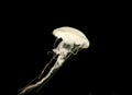 White jellyfish underwater Royalty Free Stock Photo