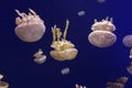 White jellyfish floating upside down Royalty Free Stock Photo