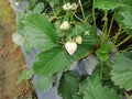 White Jewel Strawberry in the garden plot