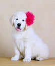 White joyful puppy with a pink flower on her head. Labrador Retriever with his tongue hanging out. Royalty Free Stock Photo