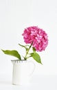 A white jug with one single decorative pink hydrangea flowerhead against white background