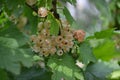White juicy berries. Tasty and healthy. White currant, ordinary, garden. Small deciduous shrub family Grossulariaceae Royalty Free Stock Photo