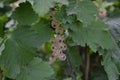 White juicy berries. Tasty. White currant, ordinary, garden. Small deciduous shrub family Grossulariaceae