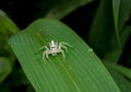 White jumper spider on leaf with green background Royalty Free Stock Photo