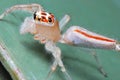 White jumper spider with severed legs Royalty Free Stock Photo