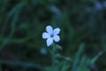 White Jungle flower