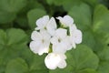 Kalanchoe with white flower in bloom Royalty Free Stock Photo