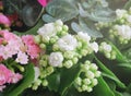White kalanchoe flowers with pink kalanchoe on the side