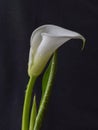 White kallas flower on dark background