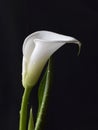 White kallas flower on dark background