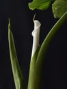 White kallas flower on dark background