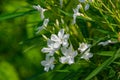 White Kaner Nerium oleander Flowers and Plant Royalty Free Stock Photo