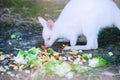 white kangaroo