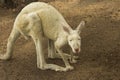 White Kangaroo Royalty Free Stock Photo