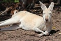 white kangaroo - australia