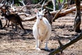 White Kangaroo puppy