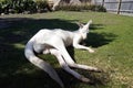 White kangaroo resting Royalty Free Stock Photo