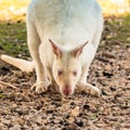 White kangaroo searching for food