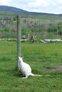 White kangaroo sitting by fence post in grass field