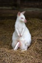 White kangaroo standing Royalty Free Stock Photo