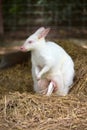 White kangaroo standing Royalty Free Stock Photo