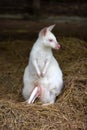 White kangaroo standing