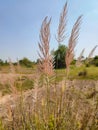 White kans grass or saccharum spontaneum flowers under the bright sunlight close up