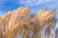 White kans grass or saccharum spontaneum flowers under the bright sunlight close up Royalty Free Stock Photo