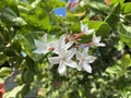 White karonda flower in garden Royalty Free Stock Photo