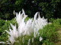 White Kash or Kans grass