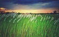White kash plant or kans grass bloomed among green fields with red and blue clouds in sky Royalty Free Stock Photo