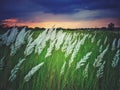 White kash plant or kans grass bloomed among green fields with red and blue clouds in sky Royalty Free Stock Photo
